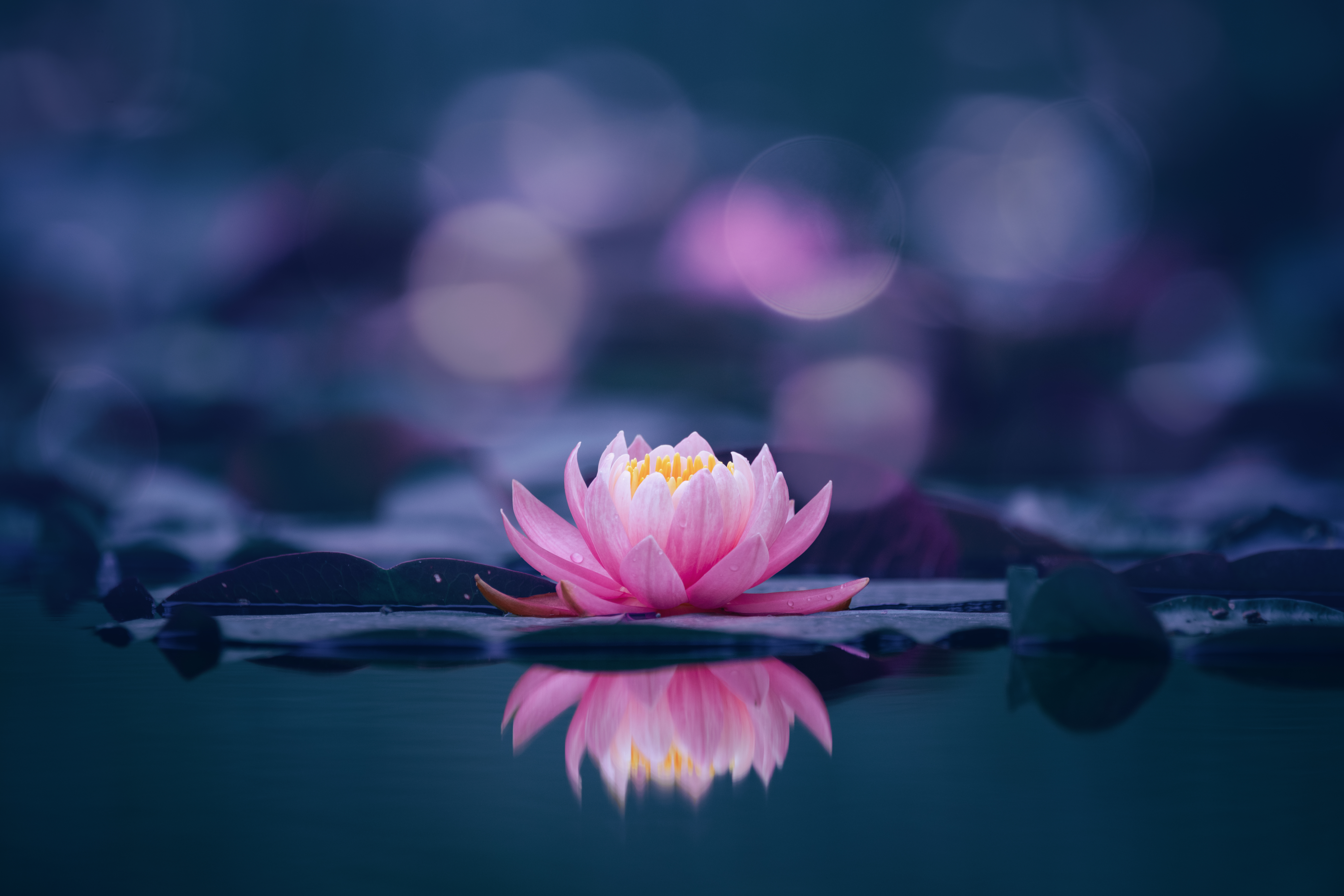 A cosmetic difference? Lotus Herbals fails to restrain 'Lotus Splash' | Managing Intellectual Property - Vimarsana News